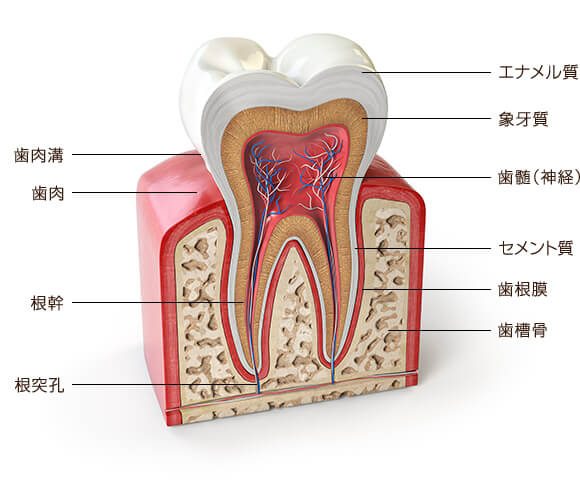 歯の構造